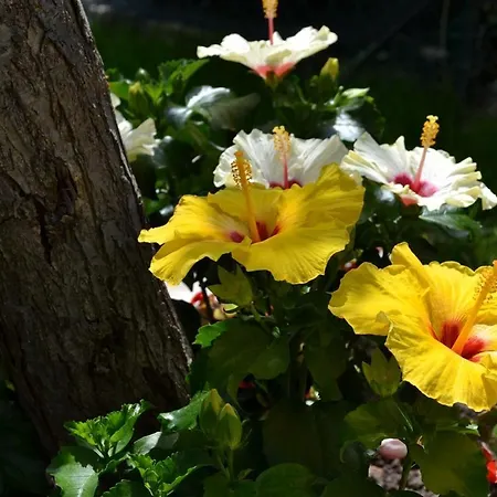 Affittacamere Ral 7039 Numana