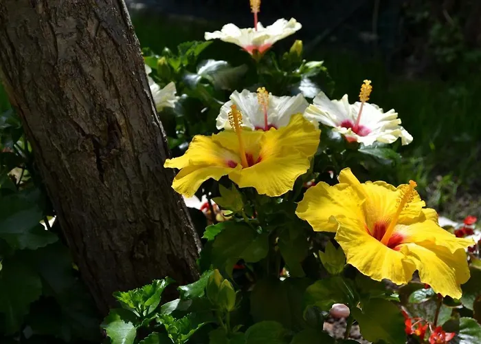 Vendégház Ral 7039 Numana